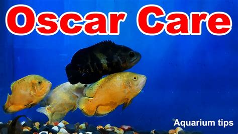 oscar lotto fish|Oscar Fish Care: Ultimate Guide to Keeping Oscars.